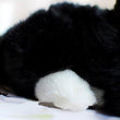 Toy - LightningStore Adorable Cute Black Baby Cat Kitten Doll Realistic Looking Stuffed Animal Plush Toys Plushie Children's Gifts Animals