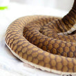 Toy - LightningStore Adorable Cute King Cobra Serpent Snake Doll Realistic Looking Stuffed Animal Plush Toys Plushie Children's Gifts Animals + Toy Organizer Bag Bundle