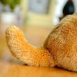 Toy - LightningStore Adorable Cute Sitting Orange Cat Kitten Stuffed Animal Doll Realistic Looking Plush Toys Plushie Children's Gifts Animals + Toy Organizer Bag Bundle