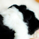 Toy - LightningStore Black And White Oreo Guniea Pig Dolls Realistic Looking Stuffed Animal Plush Toys Plushie Children's Gifts Animals
