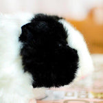 Toy - LightningStore Black And White Oreo Guniea Pig Dolls Realistic Looking Stuffed Animal Plush Toys Plushie Children's Gifts Animals