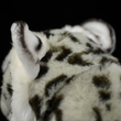 New Release!! LightningStore Cute Stripped Leopard Tiger Jaguar Doll Realistic Looking Stuffed Animal Plush Toys Plushie Children's Gifts Animals