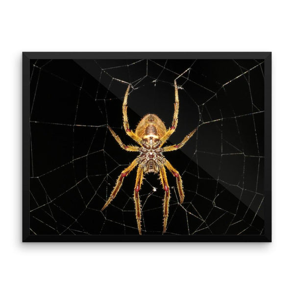 Yellow Spider Framed Photo Poster Wall Art Decoration Decor For Bedroom Living Room